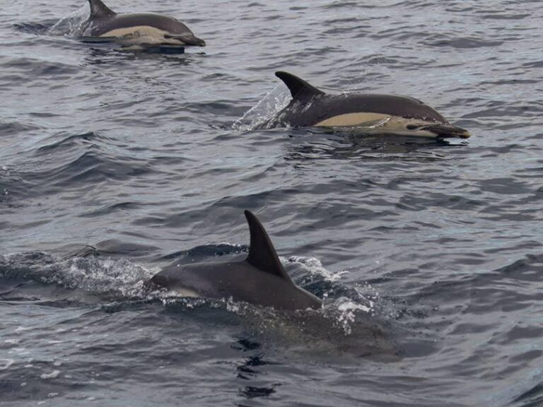 Snorkeling With Dolphins: Immerse yourself in the wonders of the sea and embark on an extraordinary adventure to encounter the magnificent dolphins of the Azores.